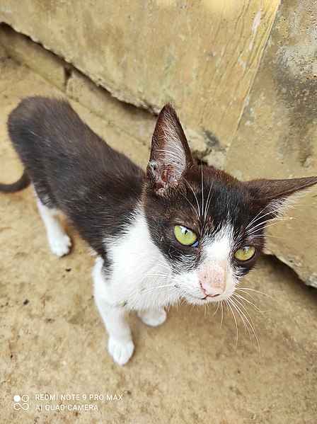 File:Assam Black Cat.jpg