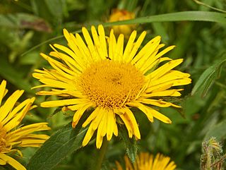 <i>Inula hirta</i> Species of flowering plant