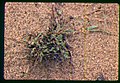Astragalus mulfordiae early growth in SW Idaho 2.jpg