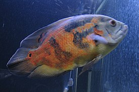 Astronotus ocellatus