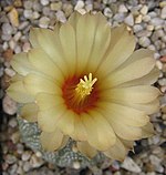 Astrophytum asterias 160988. jpg