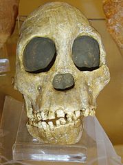 Image 5Fossil of the Taung child discovered in South Africa in 1924 (from History of paleontology)