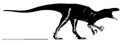 June 1: Silhouette of Australovenator wintonensis showing the material of the holotype. Scale bar: probably 1m.