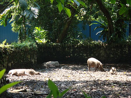 Fail:Babi hutan di Zoo Negara, Malaysia.JPG