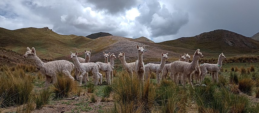 Baby alpacas of a Quechua Family (Huaman Quispe farm) - Alpacas bebes - Paqucha uña Nuñoa llaqtamanta