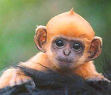 Baby monkey