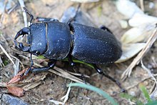 Balkenschröter Dorcus parallelipipedus mâle 1106.jpg