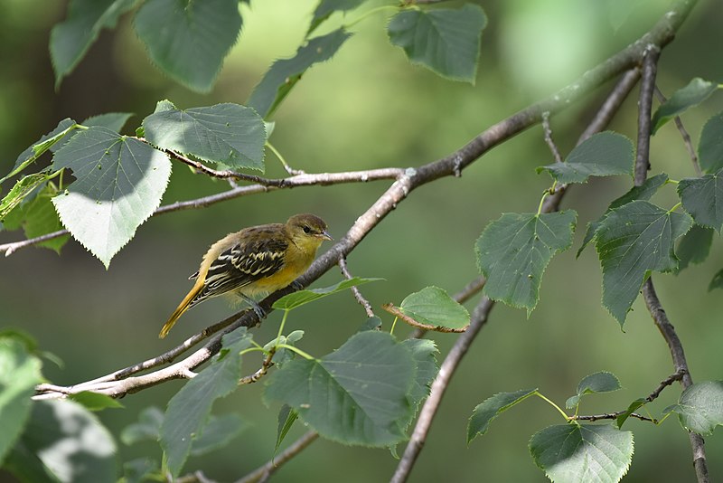 File:Baltimore oriole birding NY 7.18 chuck and cindy's DSC 0316.jpg