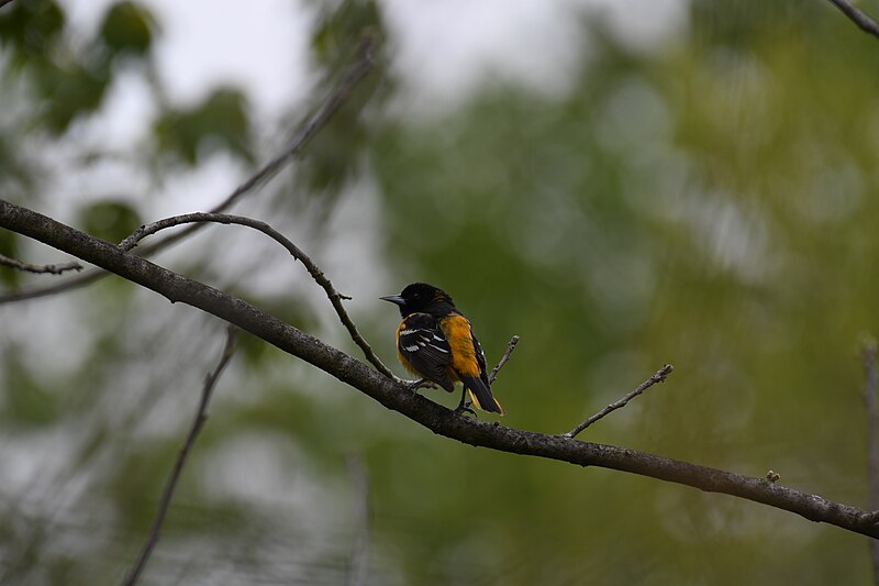 File:Baltimore oriole cromwell valley 5.14.20 DSC 6144.jpg