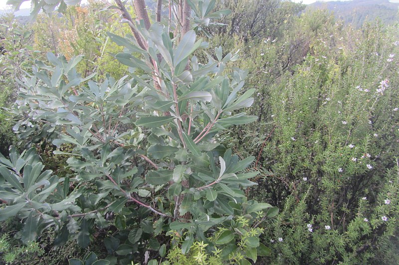 File:Banksia integrifolia L.f. (AM AK361283-4).jpg