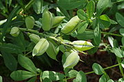 English: Baptisia australis at the ÖBG Bayreuth Deutsch: Baptisia australisim ÖBG Bayreuth