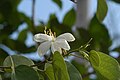 Bauhinia acuminata