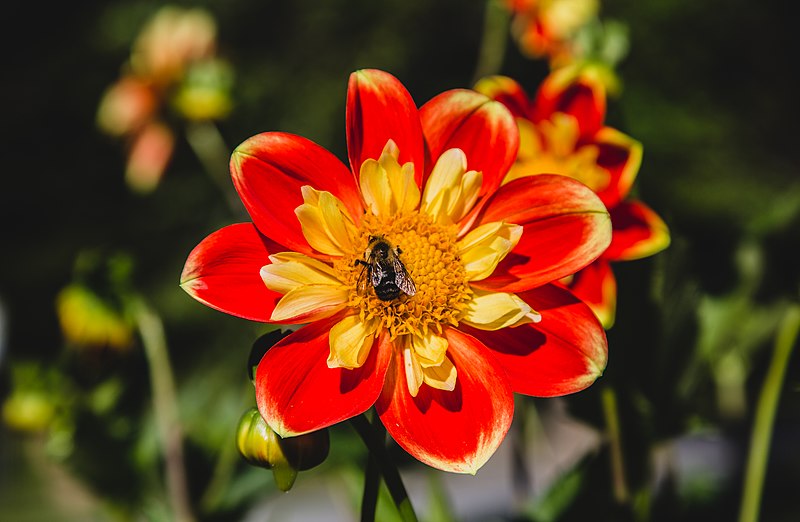 File:Bee on a Flower - Halifax Public Gardens (24737070813).jpg