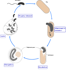 Bdellovibrio life cycle. The Bdellovibrio attaches to a Gram-negative bacterium after contact, and penetrates into the prey's periplasmic space. Once inside, elongation occurs and progeny cells are released within 4 hours. Bellovibrio-cycle.svg