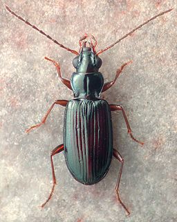 <i>Bembidion ozarkense</i> Species of beetle