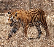 Bengal Tiger Karnataka.jpg