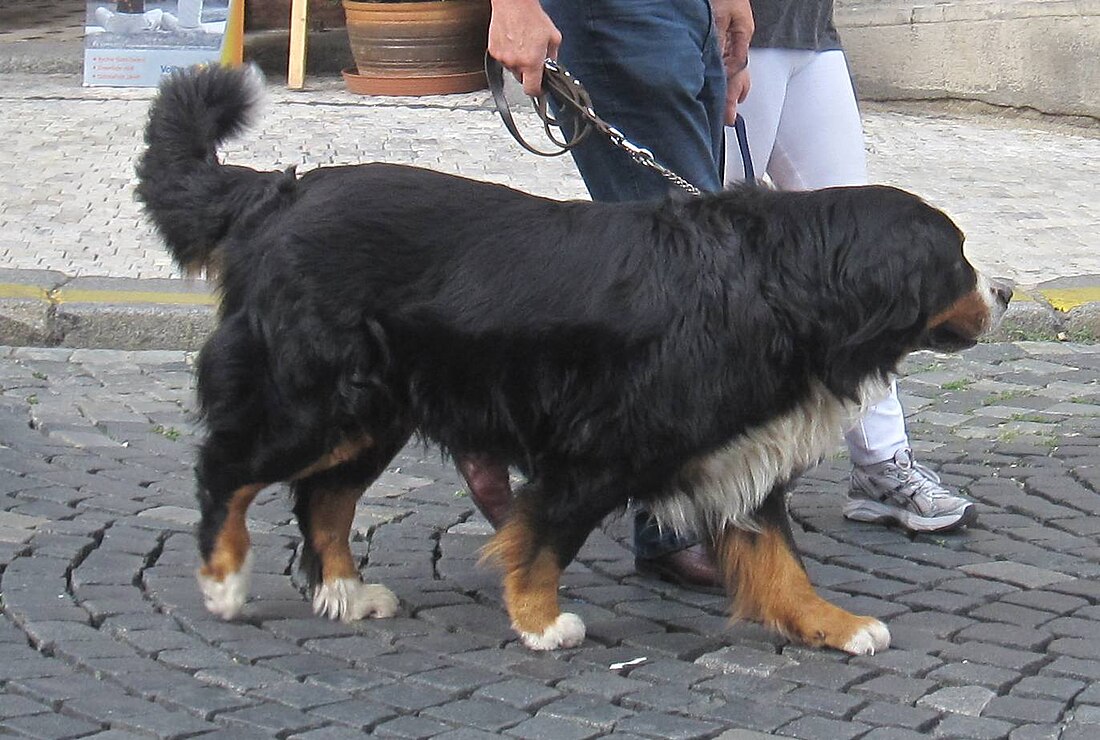 Ciobănesc de Berna