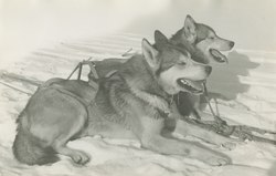 Two good boys in the snow.