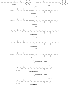 Figure 2: Beta Carotene Synthesis Beta Carotene Synthesis.svg