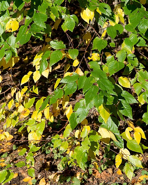 File:Betula davurica (Dahurian Birch) (38246409291).jpg