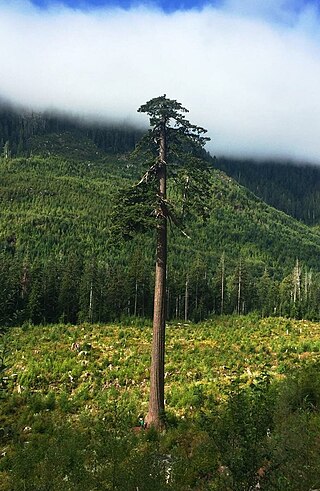 <span class="mw-page-title-main">Big Lonely Doug</span> Coast Douglas fir in British Columbia, Canada