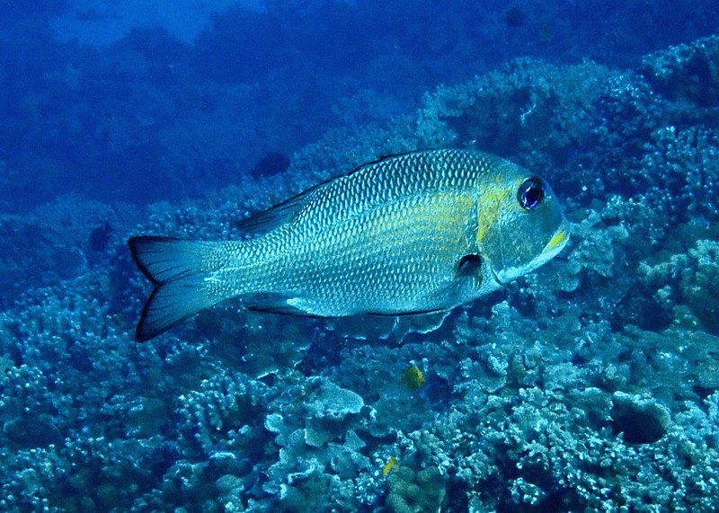 File:Bigeye Emperor mū Monotaxis grandoculis.jpg