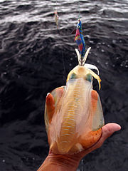 Bigfin reef squid caught off Pekan, Malaysia by jigging. Bigfin reef squid (Sepioteuthis lessoniana) caught off Pekan, Pahang, Malaysia.jpg