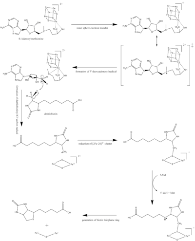 Pictured is the detailed proposed mechanism for biotin synthase. Biotinsynthasemechanism.png