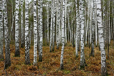 Fail:Birches near Novosibirsk in Autumn.jpg