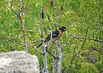 Thumbnail for File:Black-headed grosbeak (14878702836).jpg