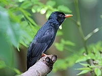 Bulbul, Black Hypsipetes leucocephalus