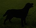 Labrador Retriever, show line, black