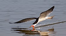 Un oiseau volant raz de l'eau d'une rivière, la mandibule inférieure plongée dans l'eau tandis que la supérieure reste en l'air.