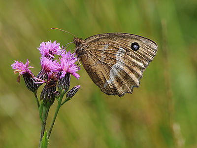 Blauäugiger Waldportier, Minois dryas