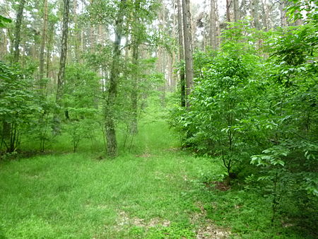 Blick zum Cloridenberg