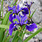 Iris mit blauer Flagge