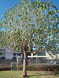 State Tree of Jamaica