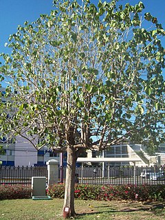 <i>Talipariti elatum</i> Species of plant