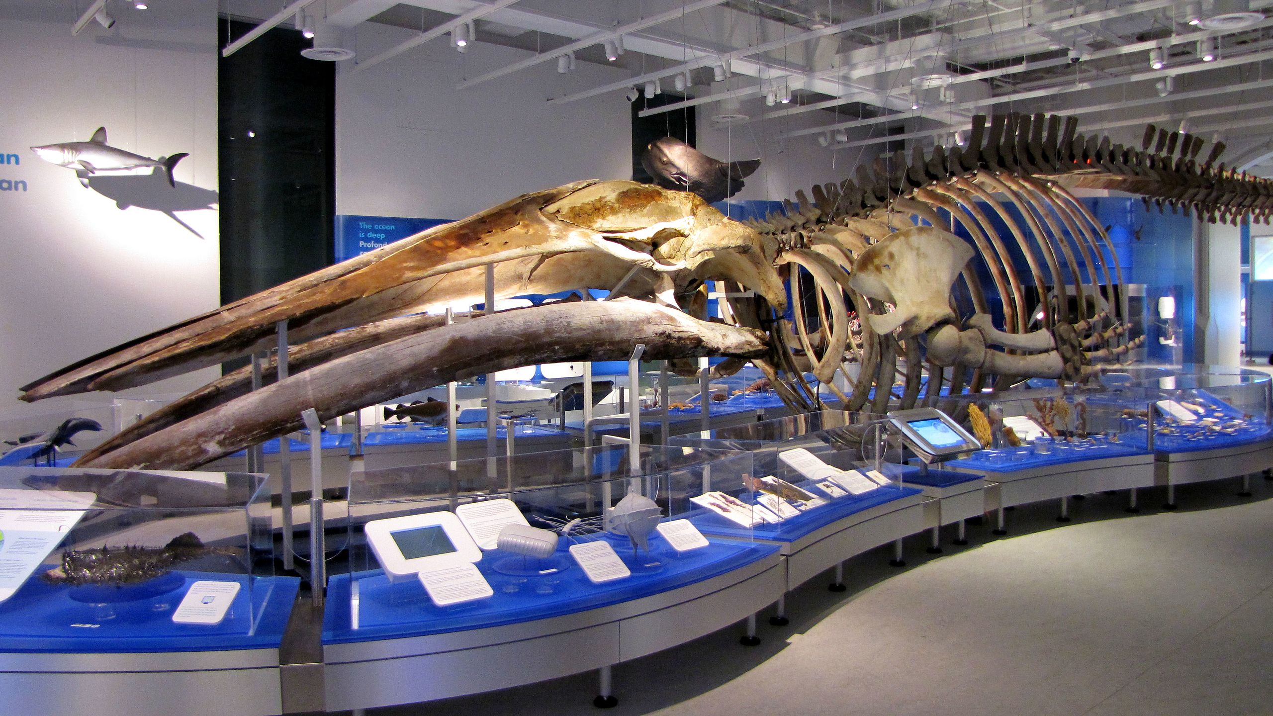 2560px-Blue_Whale_skeleton%2C_Canadian_Museum_of_Nature.jpg
