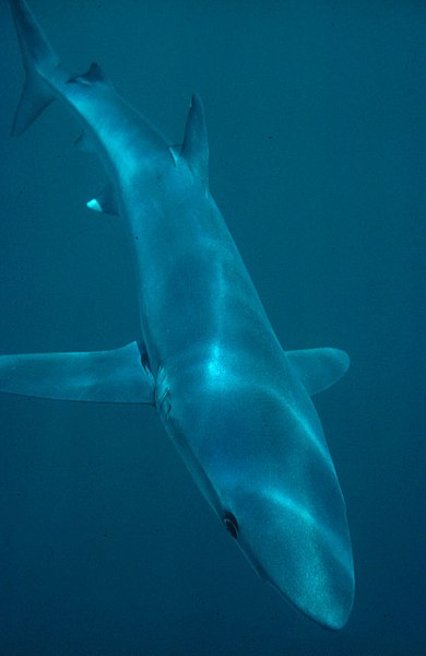 File:Blueshark 300.jpg