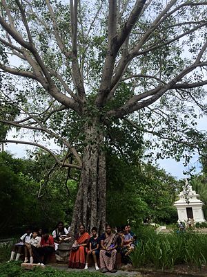 Bodhi Tree