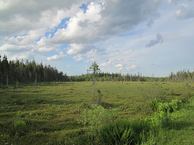 File:Bog near Bear River, PEI (35325315011).jpg