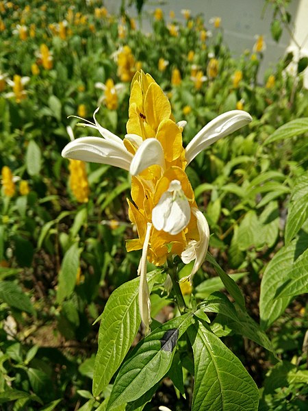 File:Bogor botanical gardens 2016 12.jpg