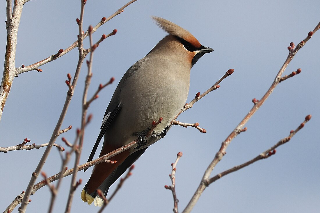 Bohemian waxwing