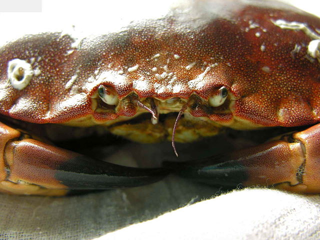 The crab Cancer pagurus, showing its reduced antennae