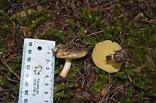 <i>Boletus leptospermi</i> Species of fungus