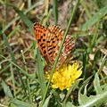 Silberfleck-Perlmuttfalter (Boloria euphrosyne)