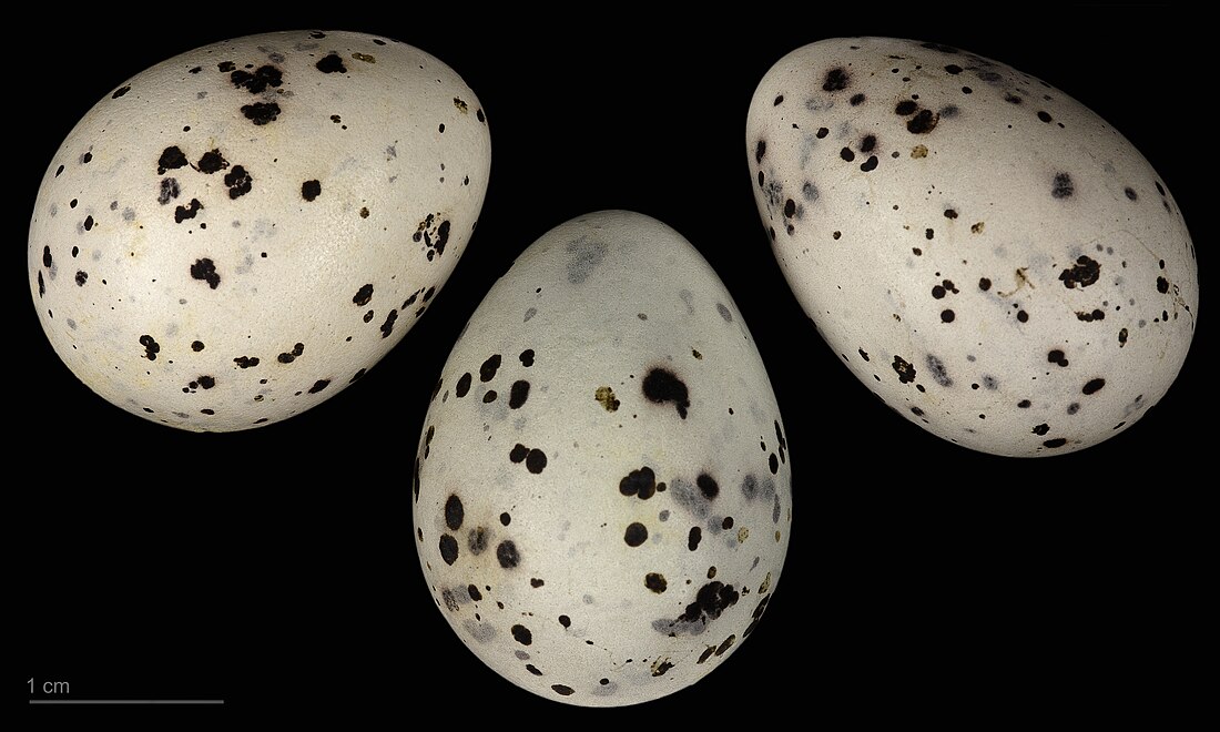 File:Bombycilla garrulus MHNT.ZOO.2010.11.179.6.jpg