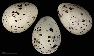 Bombycilla garrulus eggs (Bohemian waxwing ) eggs