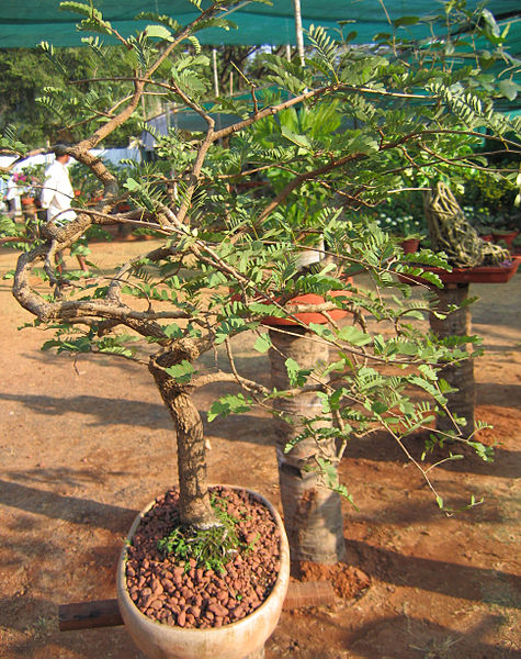 File:Bonsai (9).jpg